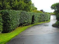 holly hedge