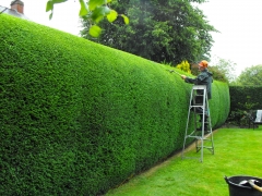 conifer hedges