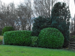 laurel and beech hedge