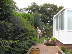 Trimming overgrown hedges and shrubs