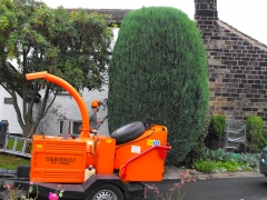 Trimming of large conifer