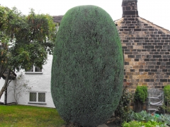Finished trimmed Conifer