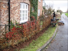 planting a beech hedge